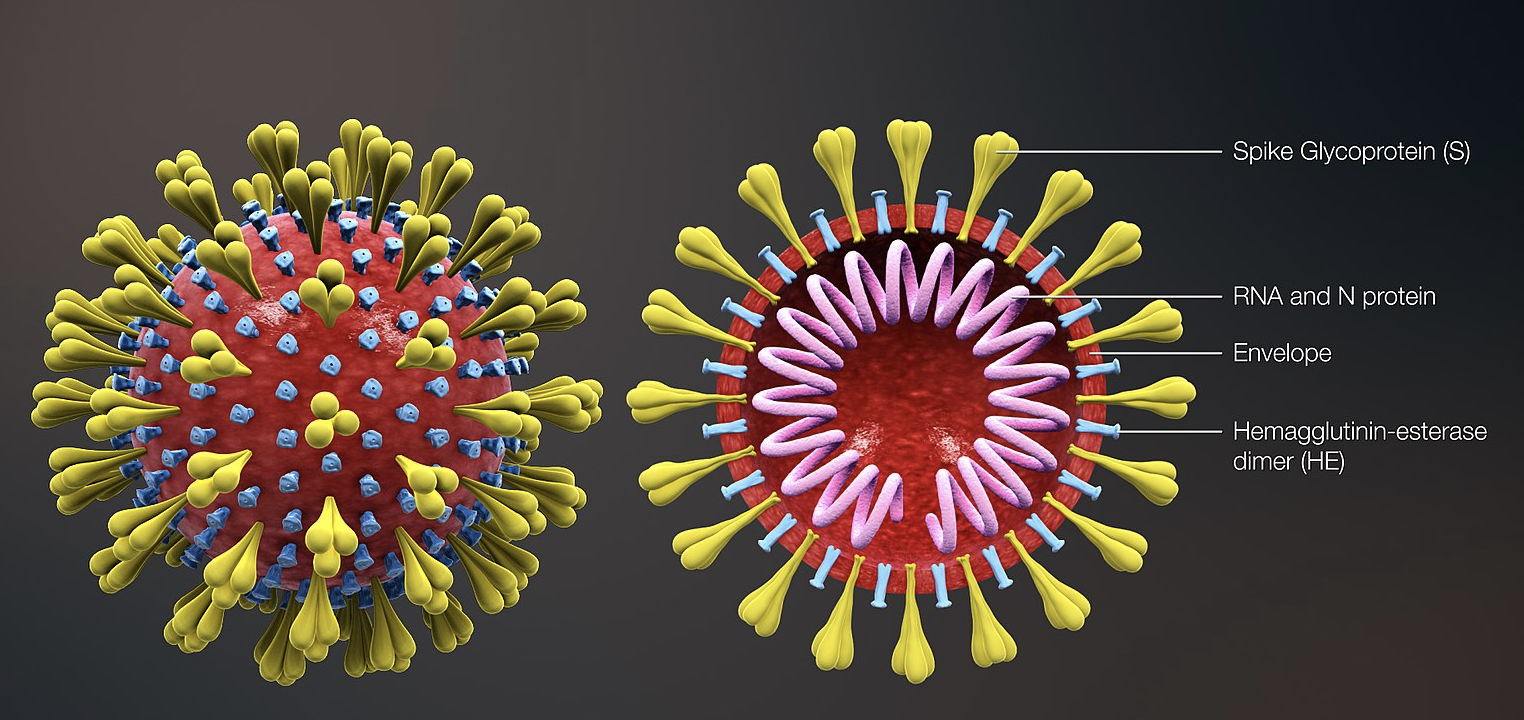 Covid-19 virus structure