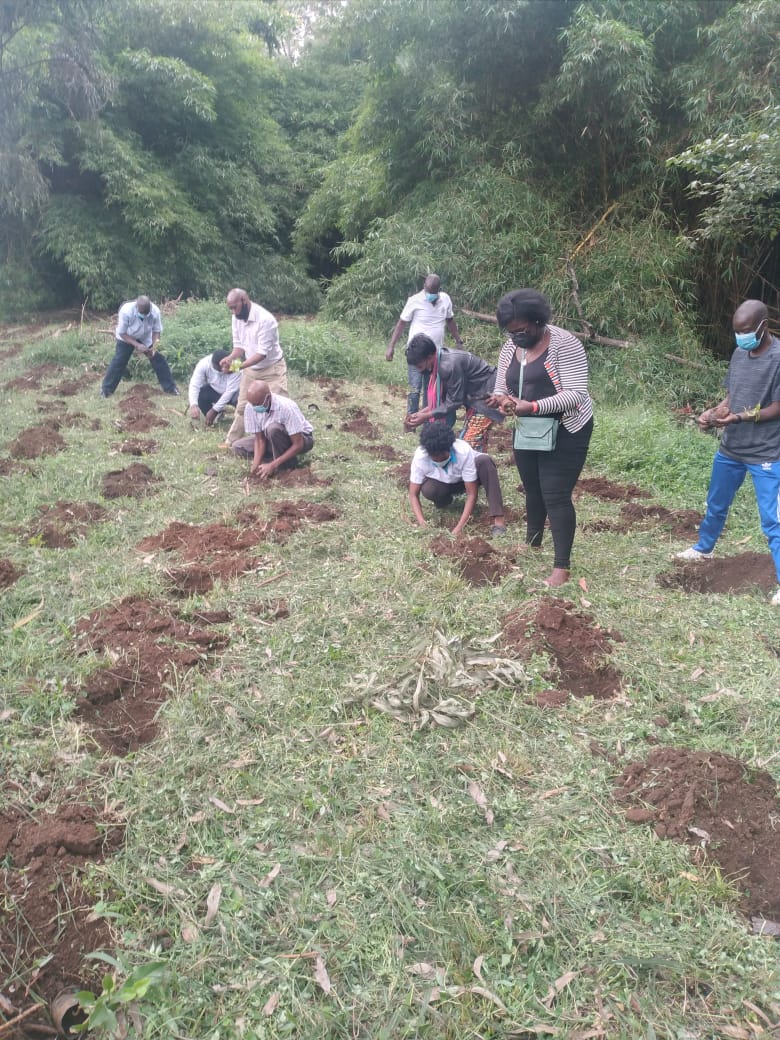 Tree Planting