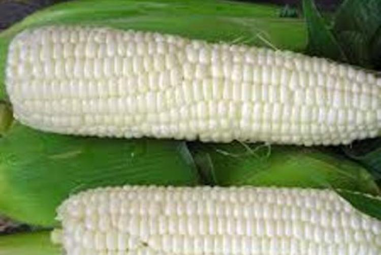 Sale of green maize at CAVS