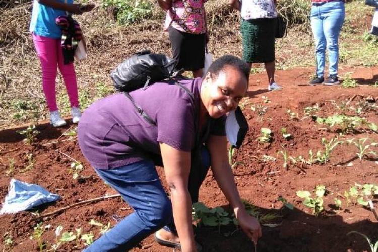 Academic Division Staff planting a seedling