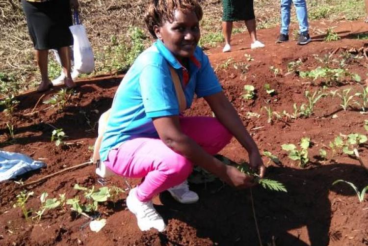 Academic Division Staff planting a seedling