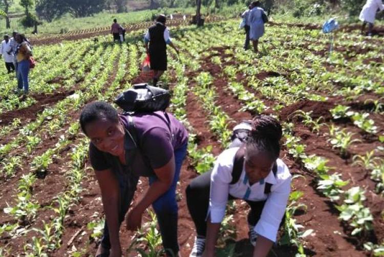 Academic Division Staff planting a seedling