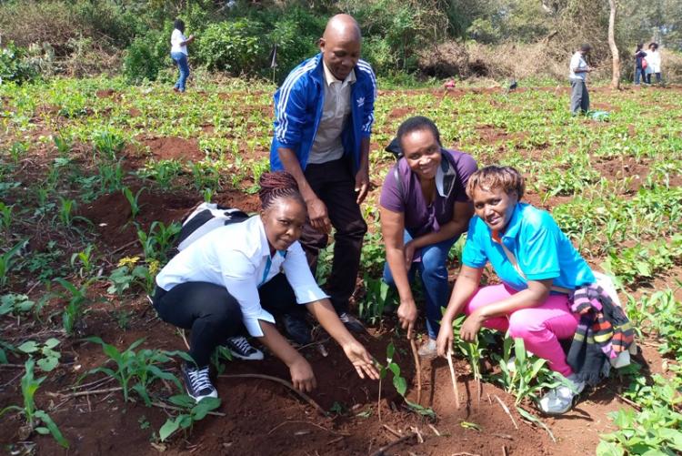 Academic Division Staff planting a seedling