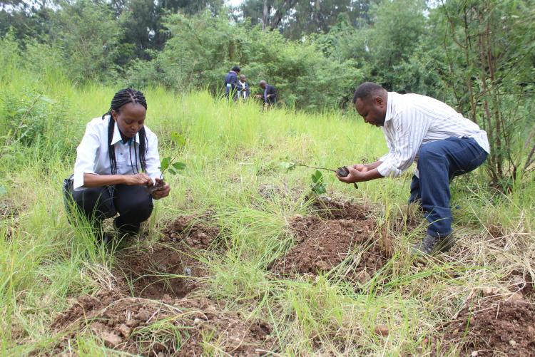 Staff from Graduate Students Affairs Section take part in Tree planting exercise